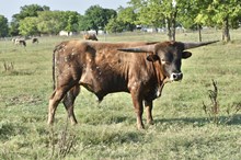 281 HCC Unnamed Bull - Dixie Chic