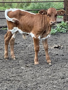 Unnamed bull calf 2