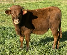 24-24 Steer